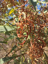 Native Wattle Seeds -Pindan (Roasted, Ground) (30g)
