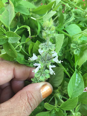 Native Wild Basil (Dried) (30g)